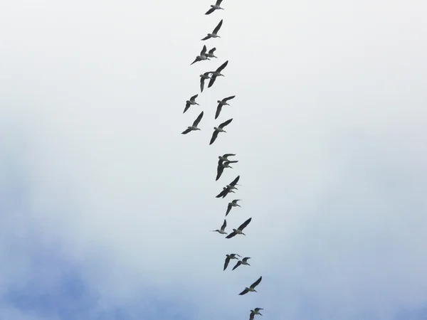 Göçmen kuşlar — Stok fotoğraf