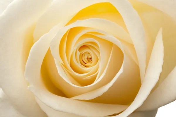 Glow inside the white roses. Macro — Stock Photo, Image
