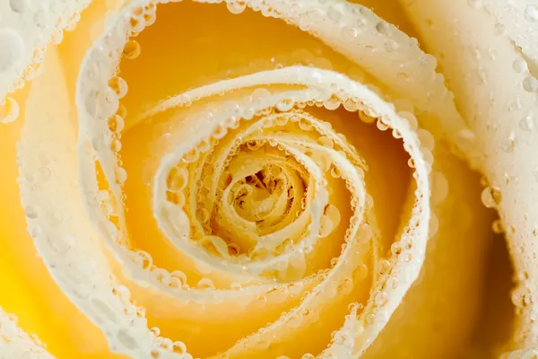 Nahaufnahme weißer Rosen mit Tautropfen — Stockfoto