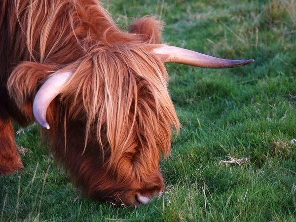Vaca escocesa higland — Fotografia de Stock