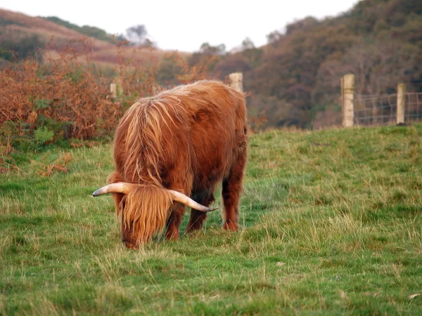Szkocki higland krowa — Zdjęcie stockowe