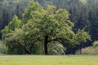 İlkbaharda ağaçlar