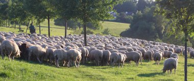 taunus Dağları koyun sürüsü