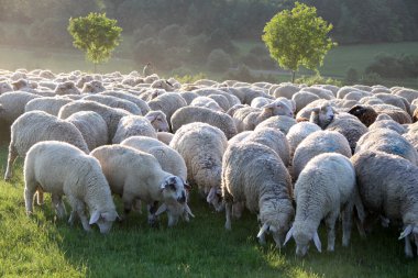 Flock of Sheep in the Taunus mountains clipart