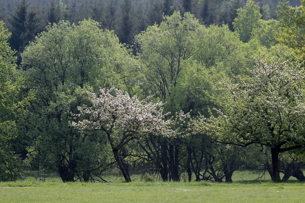 Bomen in het voorjaar — Stockfoto