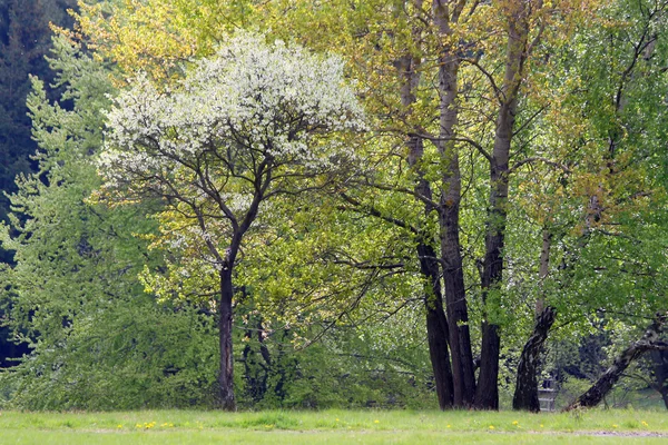 Drzewa na wiosnę — Zdjęcie stockowe