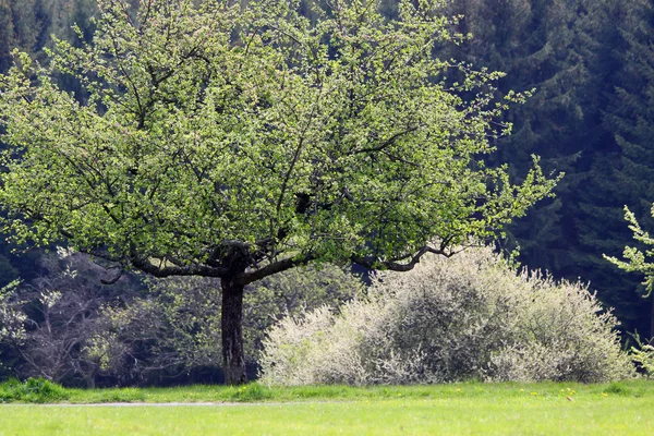 Träd på våren — Stockfoto