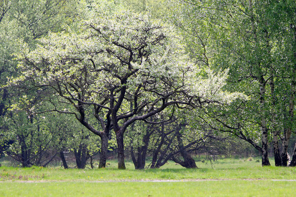 Trees in spring time, green and blooming