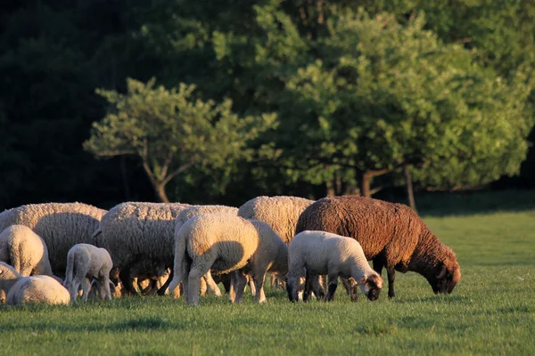 Rebaño de ovejas en las montañas Taunus — Foto de Stock