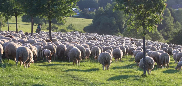 Kudde schapen in het taunus-gebergte — Stockfoto
