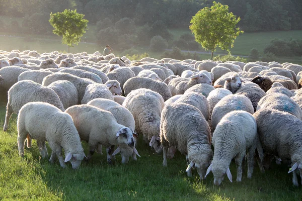 Gregge di pecore sui monti Taunus — Foto Stock