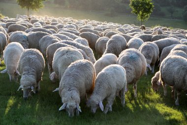Flock of Sheep in the Taunus mountains clipart