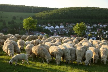 taunus Dağları koyun sürüsü