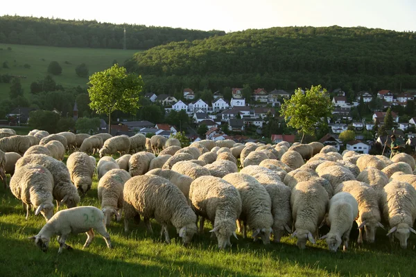 Rebaño de ovejas en las montañas Taunus — Foto de Stock