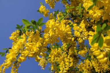 Laburnum bush