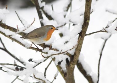 Robin in the snow clipart