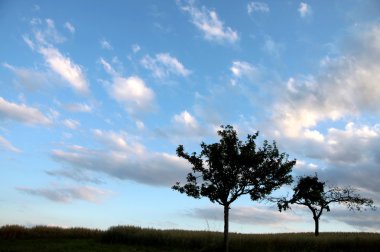 Solitary trees in front of evening sky clipart