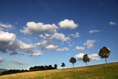Row of trees with evening sky clipart