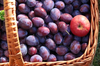 Basket of Plums clipart