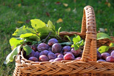 Basket of Plums clipart