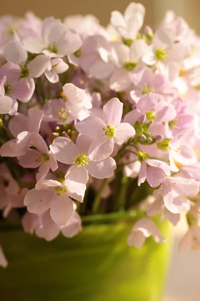 Gentle pink flowers — Stock Photo, Image