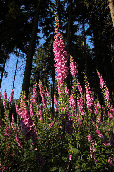 Foxglove plants on forest clearing