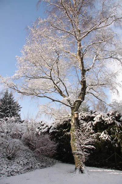 Kışın huş ağacı — Stok fotoğraf