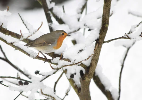 stock image Robin in the snow