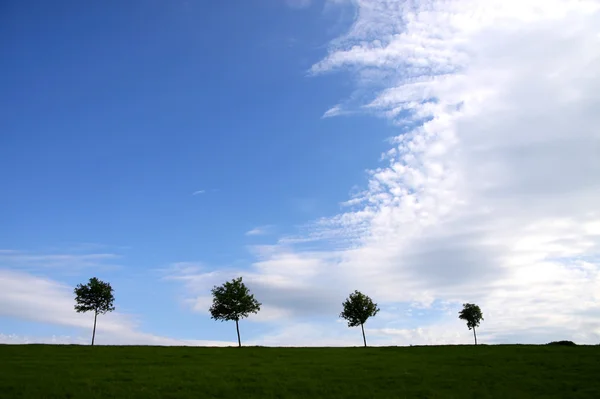 Fila de árboles con cielo azul — Foto de Stock