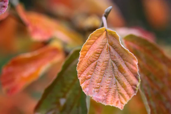 Värikkäät syksyn lehdet — kuvapankkivalokuva