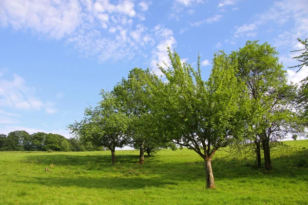 Orchard in early summer time — Stock Photo, Image