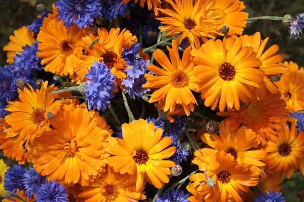 stock image Mixed colorful bouquet