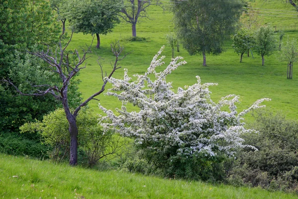 Orchard in spring time — Stock Photo, Image