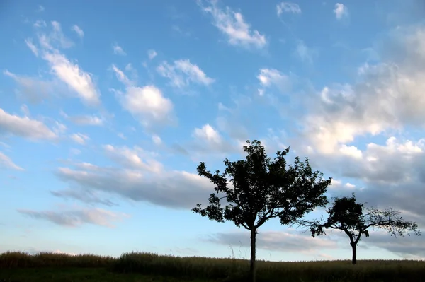 Solitérní stromy před večerní obloze — Stock fotografie