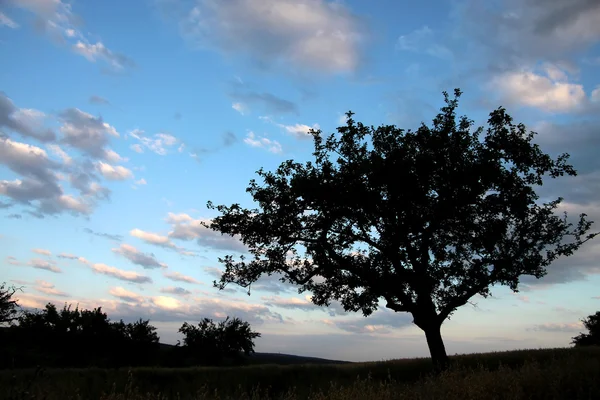 Solitära träd framför kvällshimlen — Stockfoto