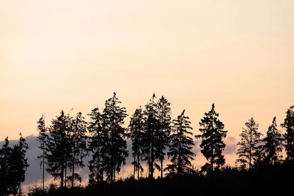 Silhouette degli alberi — Foto Stock