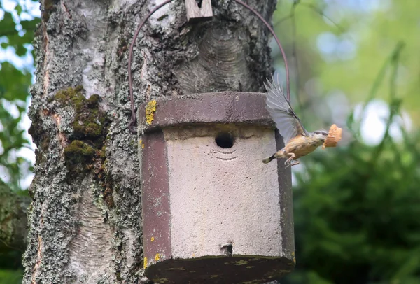 stock image Birdhouse with young bird