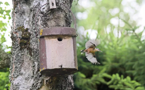 stock image Birdhouse with young bird