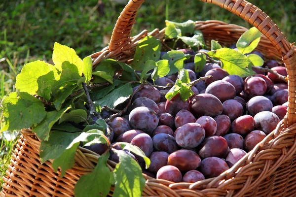 stock image Basket of Plums