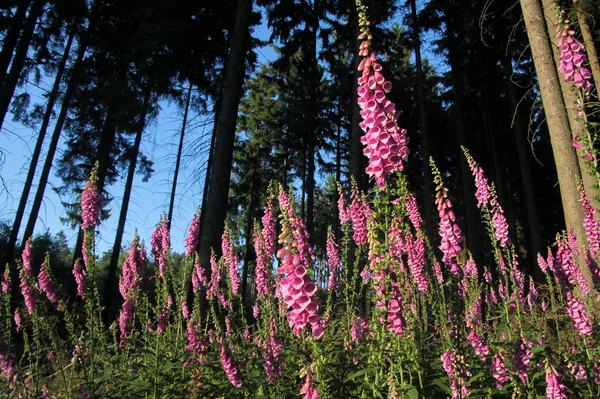Foxglove plants on forest clearing — Stock Photo, Image