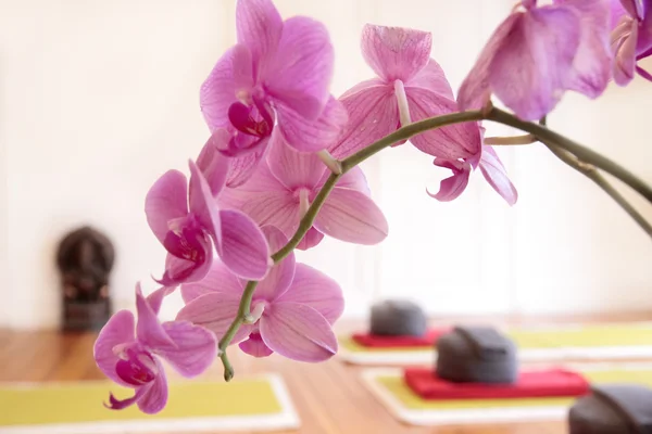 Růžová orchidej a jóga polštář — Stock fotografie
