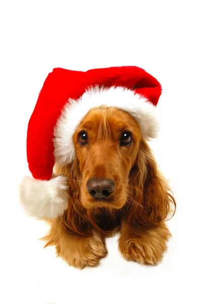 Cãozinho de Natal com chapéu de Santa — Fotografia de Stock