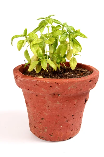 Fresh Basil Planted Terracotta Pot White Background — Stock Photo, Image