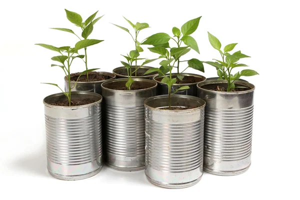 Unga Chili Växter Återvunnet Silver Tenn Krukor Vit — Stockfoto