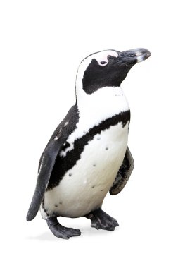 Jackass Penguin on white clipart