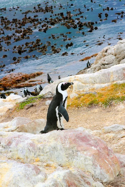 Jackass pingvin stående på en sten — Stockfoto
