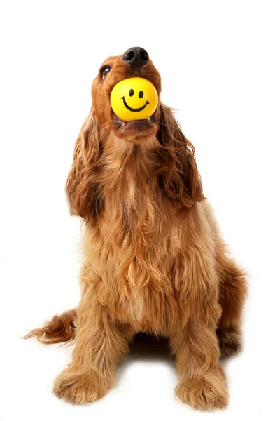 Cara sonriente perro — Foto de Stock