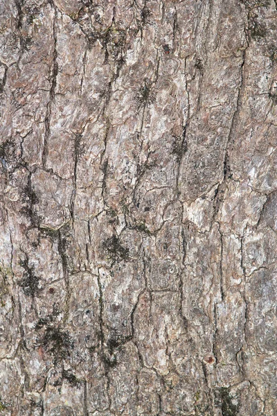 Кора коричневого дерева — стоковое фото