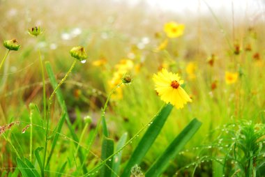 Yellow flowers in a field