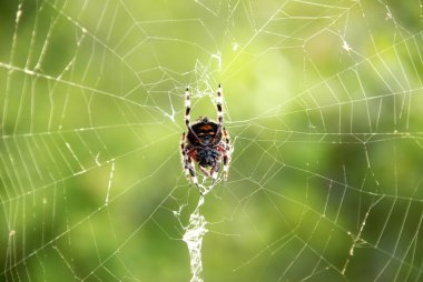 örümcek web üzerinde askıya